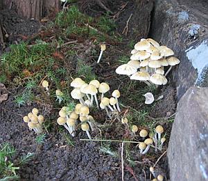 fungi growing on buried wood