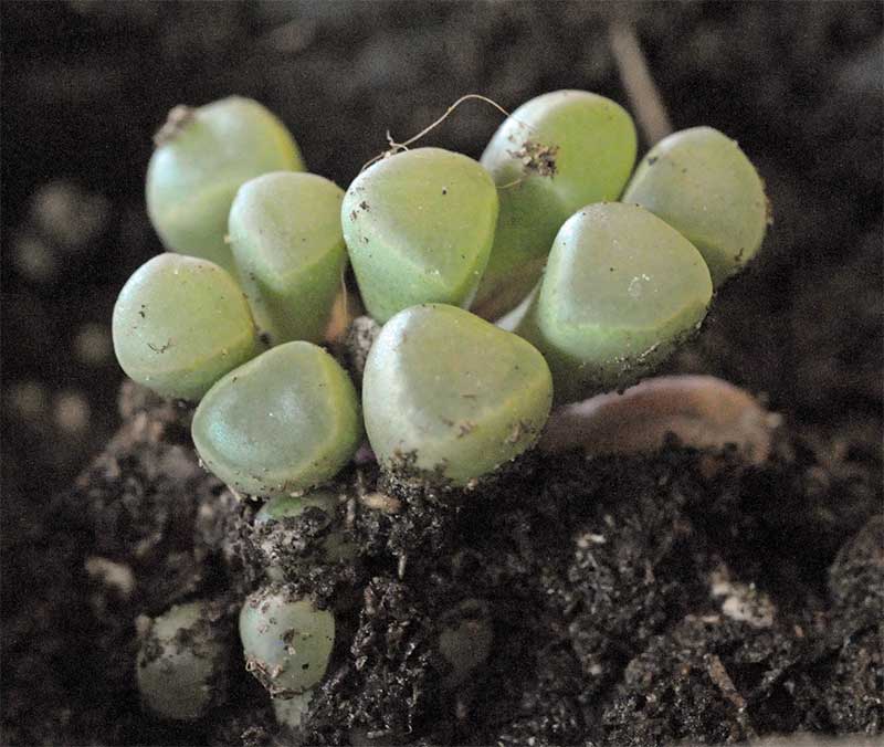 Fenestraria rhopalophylla aurantiaca