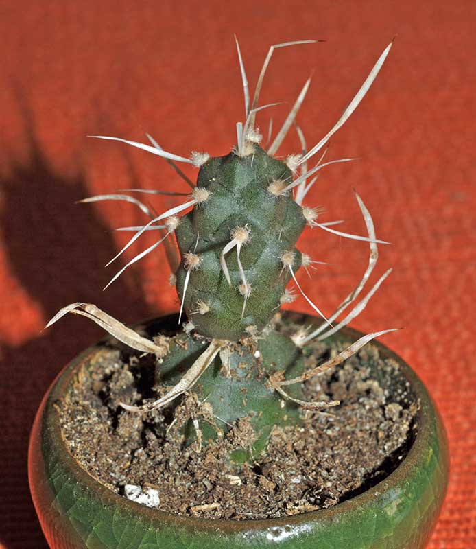 Tephrocactus papyracanthus