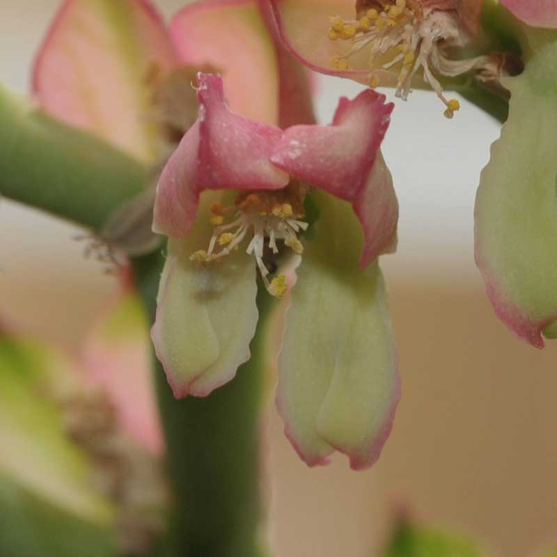 Euphorbia coccineum