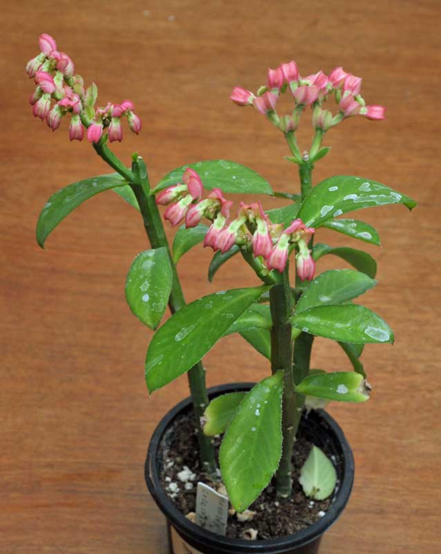 Euphorbia coccineum