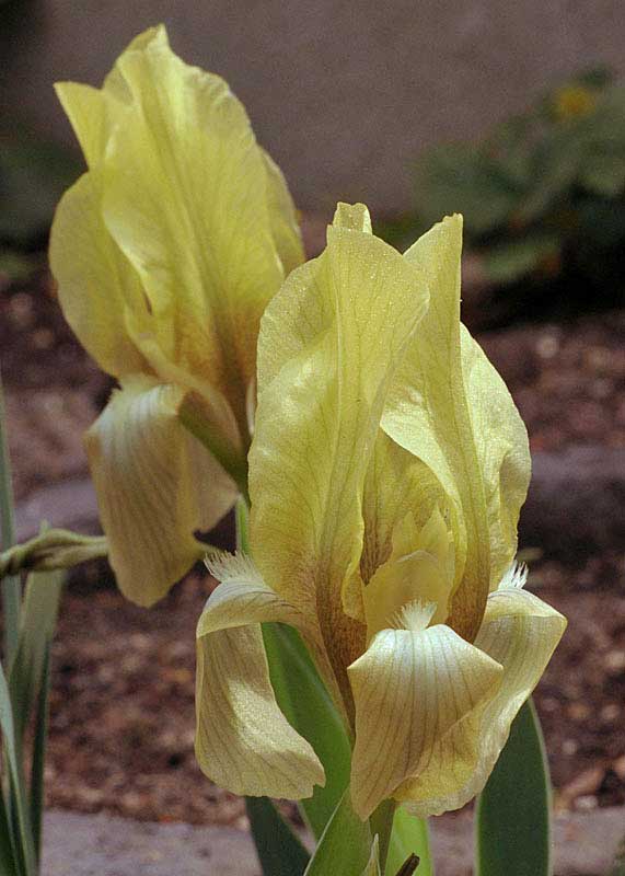 Iris suaveolens flavescens