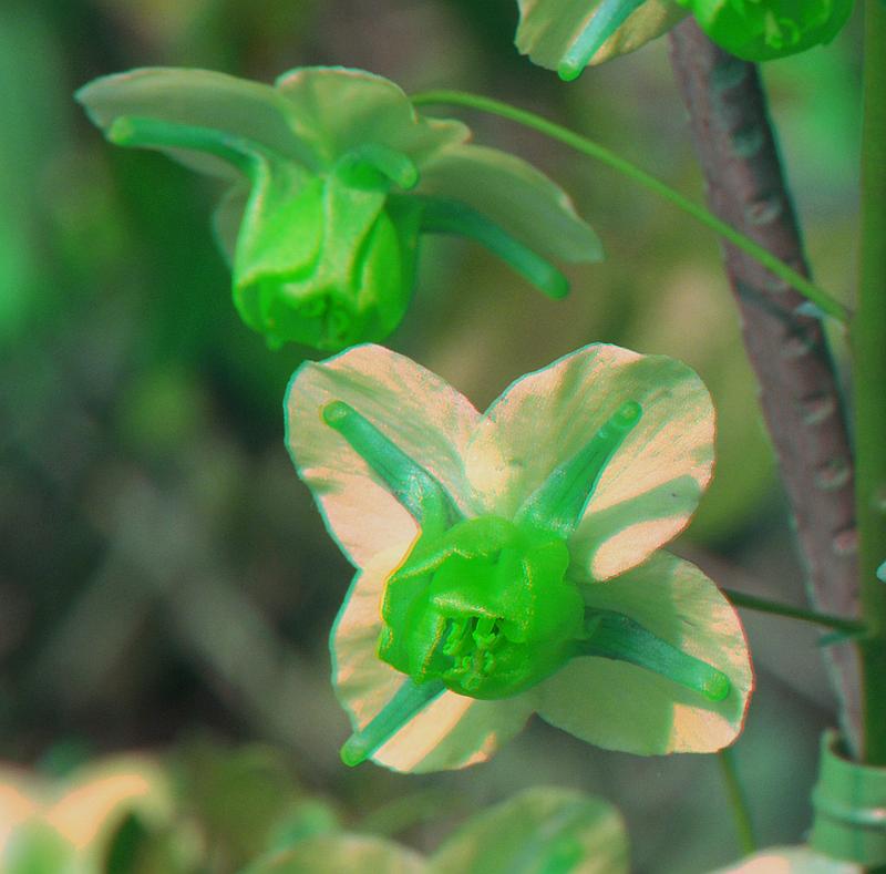 Epimedium x versicolor